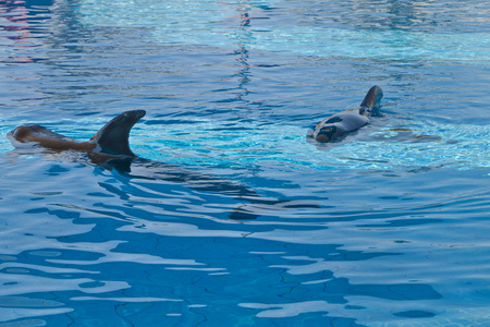 在海洋公园的海豚池图片