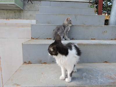 在户外楼梯的小猫