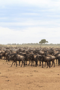 等待十字路口。岸上的有蹄类大群。玛拉河肯尼亚非洲