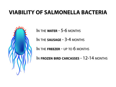 沙门氏菌的生存能力。图表.独立背景上的矢量插图
