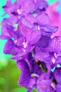 紫色兰花中联花