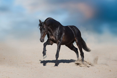 在沙漠尘埃中运动的种马对美丽的天空