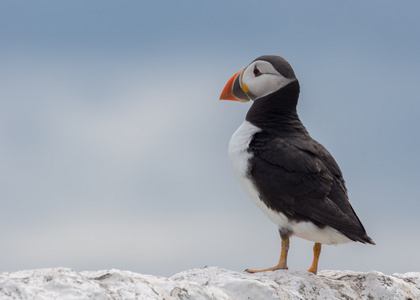 大西洋 puffin fratercula arctica