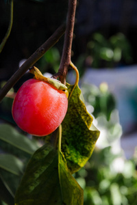 成熟的柿子图片