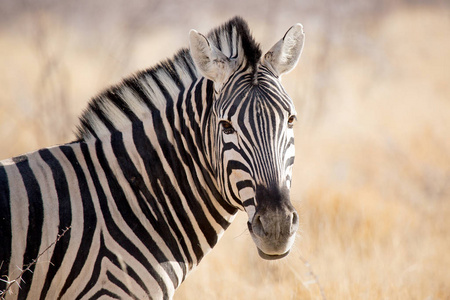 斑马, 野生动物在 Etosha 国家公园, 纳米比亚非洲美女皇后