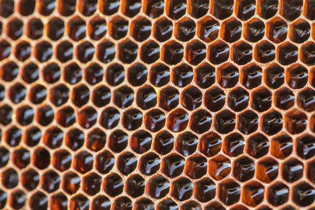 蜂巢的入口照片