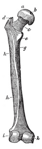 此插图代表大腿骨的后视图, 复古线条绘图或雕刻插图