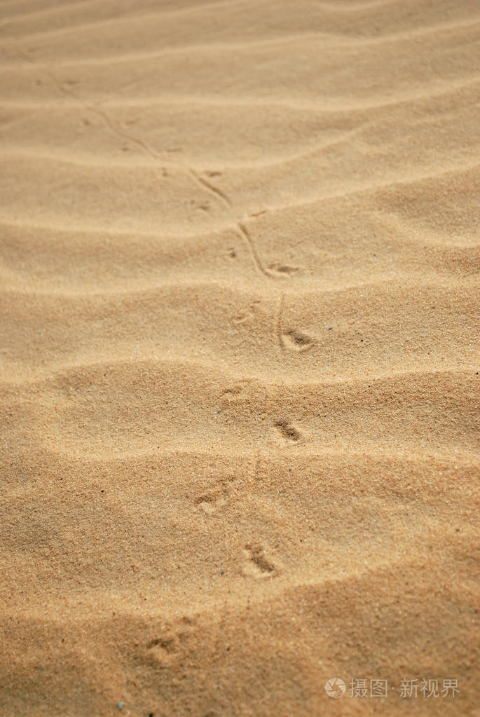 在撒哈拉沙漠的沙子上有一只小鸟的踪迹.选择性对焦.埃及