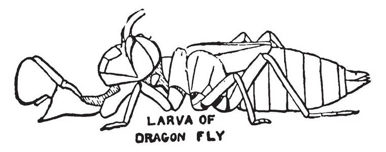 蜻蜓是一种昆虫属于订单蜻蜓目, 复古线条画或雕刻插图