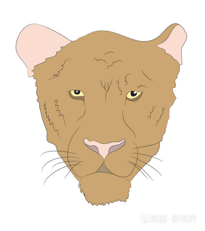 美洲狮的肖像矢量白色背景