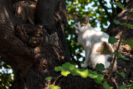 坐在树上的无家可归的猫的画像