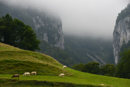 景观群的母牛在比利牛斯法国