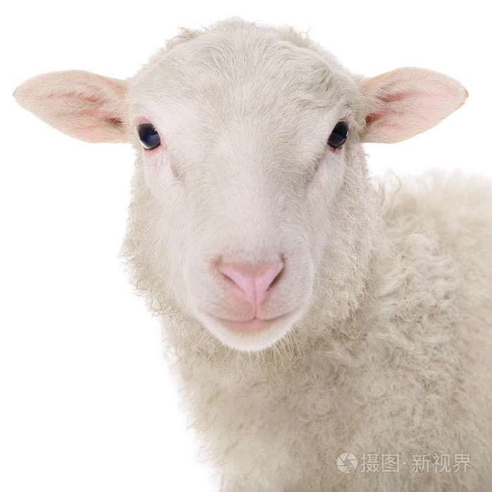 孤立在白色的羊