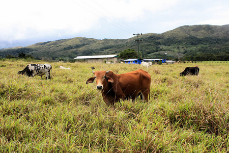 公牛盯着相机, 委内瑞拉