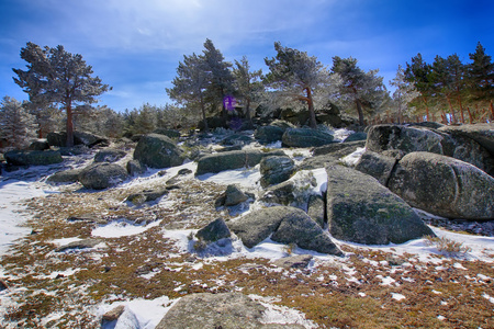 有很多的雪山松林