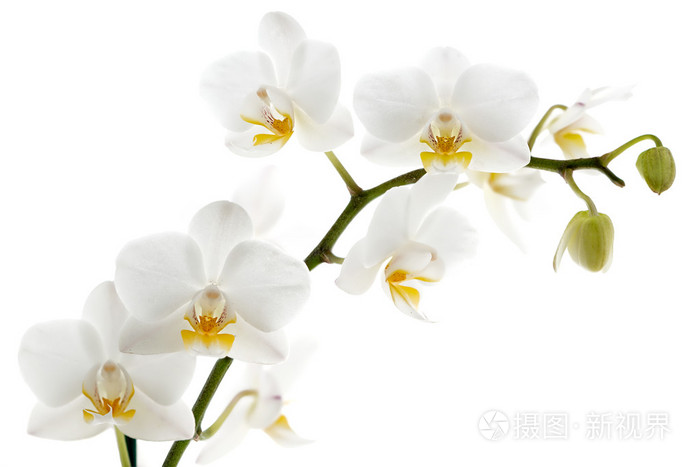 孤立白色上的白色兰花