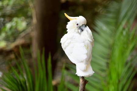 白色鹦鹉硫磺冠鹦鹉Cacatua galerita 站立