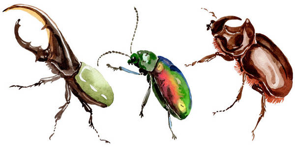 水彩甲虫图片