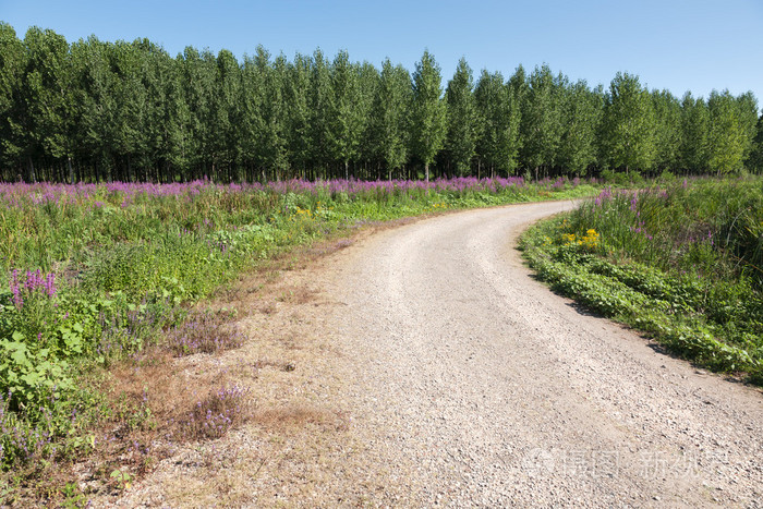 弯曲的土路用鲜花和森林