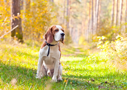 在森林里的小猎犬