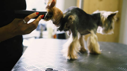 沙龙里的狗理发。约克郡猎犬护理