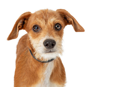 特写镜头可爱的小棕色混合梗犬狗在白色背景看相机