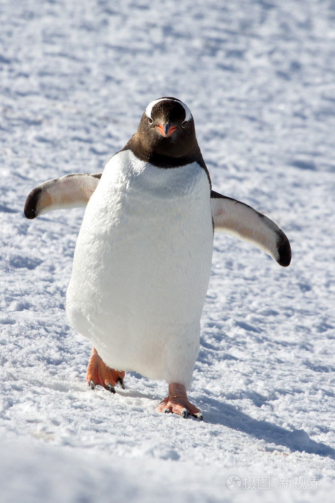 巴布亚企鹅在雪地走在一个晴朗的下午