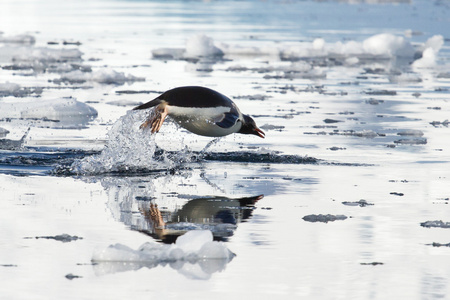 巴布亚企鹅跳上面的水，其反射
