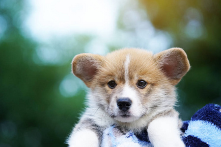 四只狗狗的图片图片