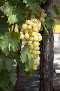 串白葡萄成熟与绿色的树叶在葡萄藤上