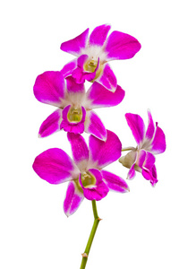 粉红色泰国兰花花。 此图像包含裁剪路径。