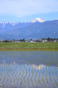 日本阿尔卑斯山和稻田