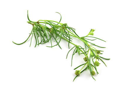 洋车前子 ispaghula 壳和种子是常见的胆固醇降低食物发电站和结肠