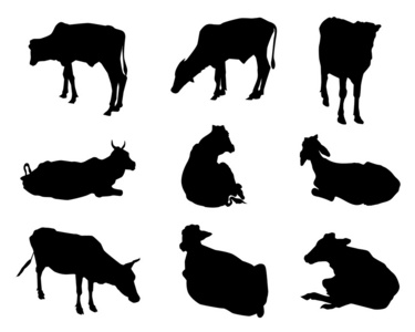 牛剪影集向量图片
