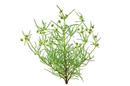 洋车前子 (ispaghula) 壳和种子是常见的胆固醇降低食物发电站和结肠