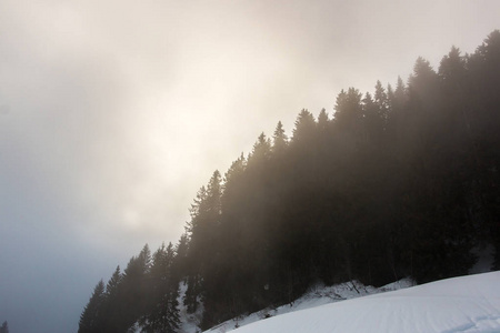 雪和山中的黑暗森林