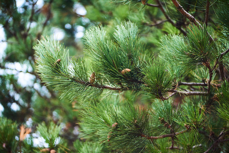 特写的绿色云杉树枝纹理背景。绿色云杉, 白色云杉植物