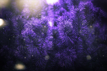 由新鲜植物制成的紫外线背景。花卉动态背景为您设计