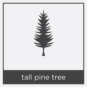 白色背景下的高大松树图标图片