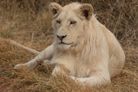 白狮躺在草地上
