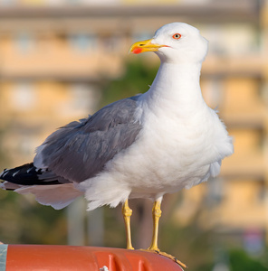 上一个救生圈海鸥