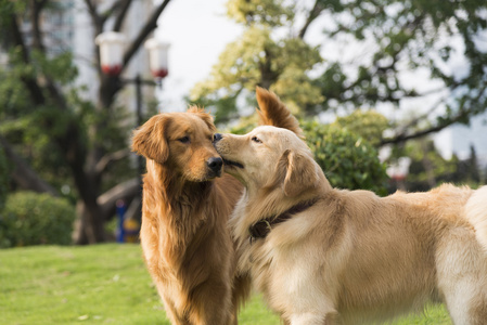 金毛寻回犬