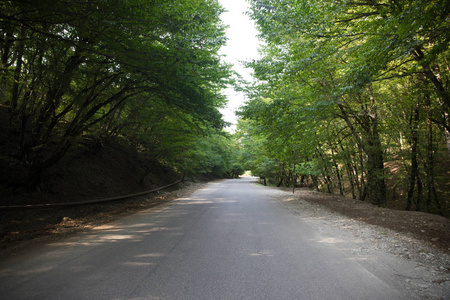 日落或日出在森林风景。阳光明媚, 阳光灿烂, 阳光普照, 在夏日森林中穿过树林。景色秀丽。阿塞拜疆的性质