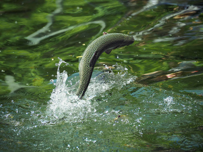 鱼鳟鱼从绿色的水中跳下来凉爽