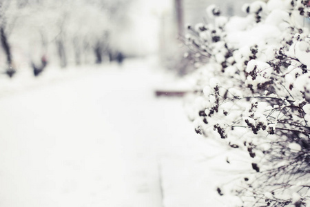 冰冻树枝雪特写镜头视图