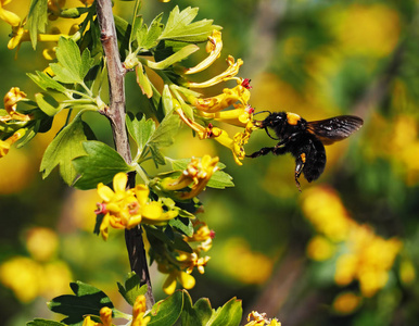 大黄蜂飞向黄色的花朵在花园和饮用花蜜