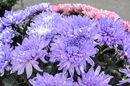 粉红色的菊花关闭新鲜菊花两种颜色.