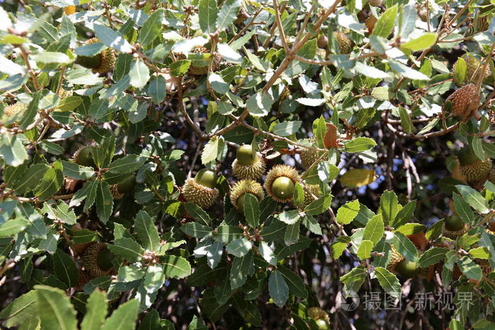 在橡树上的森林里成熟的大橡子