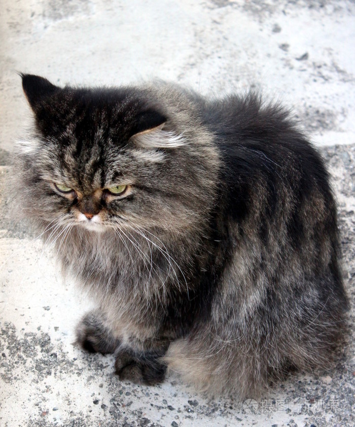 灰猫