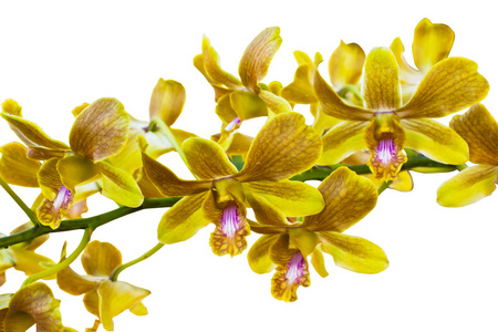 黄色泰国兰花。 此图像包含裁剪路径